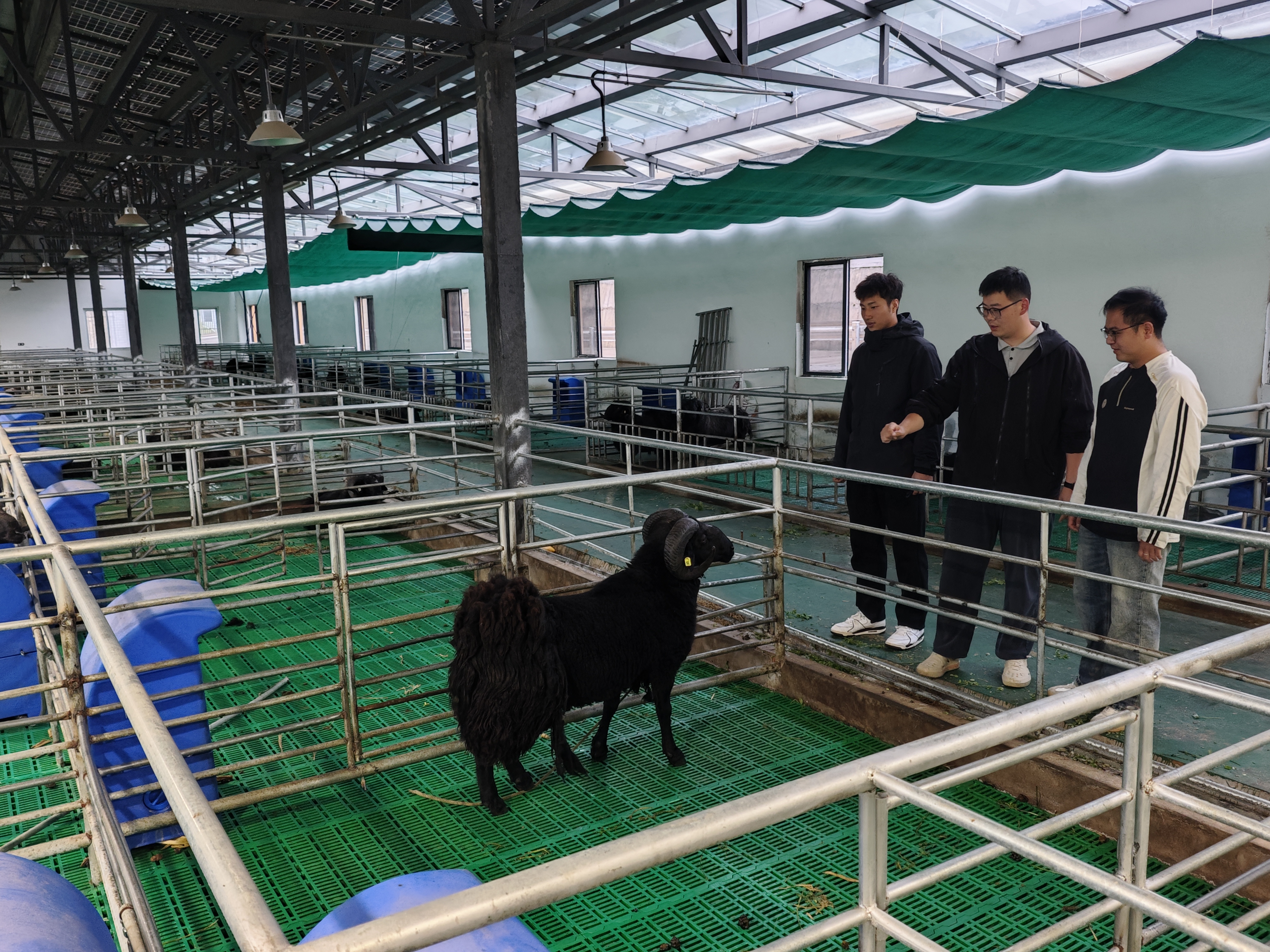 图片二 梁旭辉博士向队员介绍种公羊营养调控要点.jpg