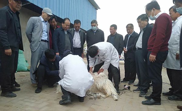 ecd86b1171024145ba2af1837d57a22c.jpg 靖边县高品质山羊绒现场鉴定会照片2_副本_副本.jpg