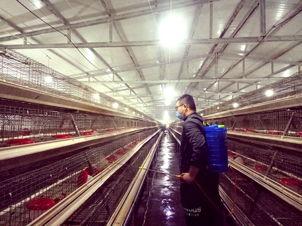 c8d9f07d880c458f88bf2d0762c7fb62.jpg 图五 谢浦航同学正在对鸡舍进行碘消毒.jpg